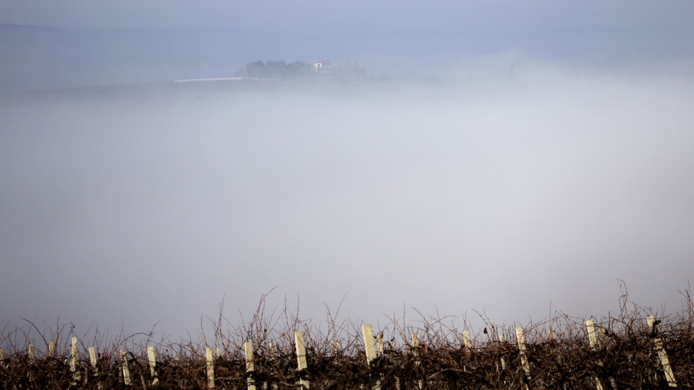 Weinstöcke und Nebel