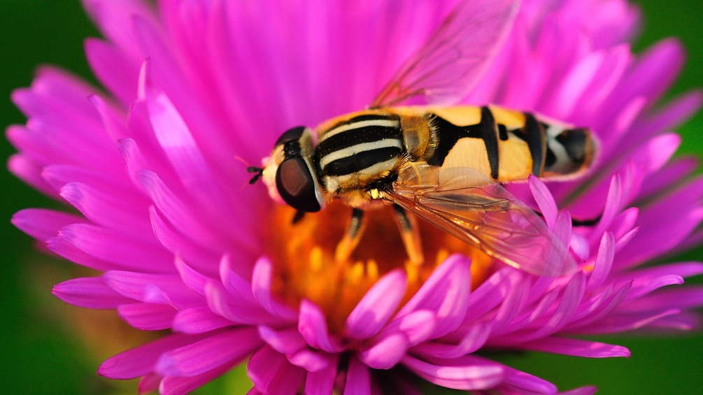 PICTUREDESK.COM/SCIENCE PHOTO LIBRARY/COLIN VARNDELL Schwebfliege