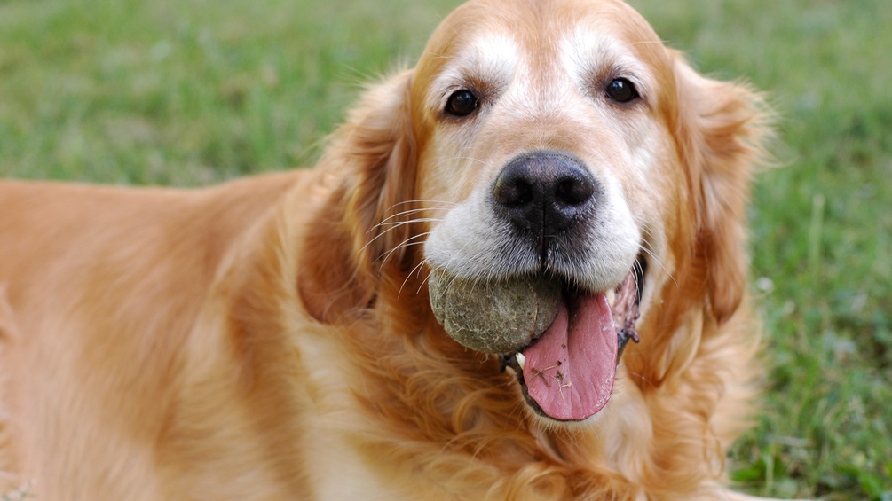 Golden Retriever, alter Hund,