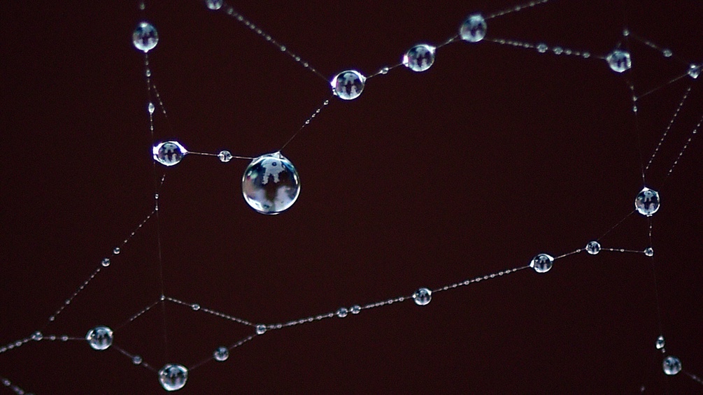 Tautropfen in einem Spinnennetz