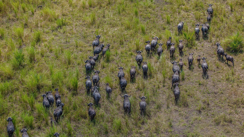 Büffel im Gorongosa-Nationalpark