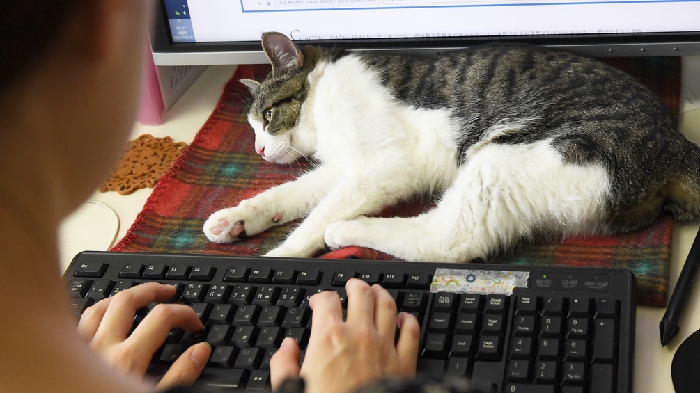 Katze auf Tastatur