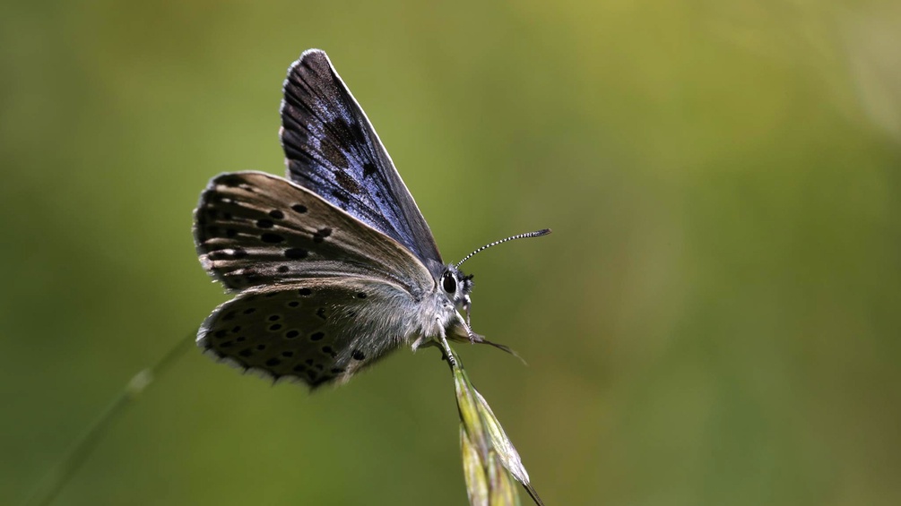 Phengaris arion, Schmetterlings