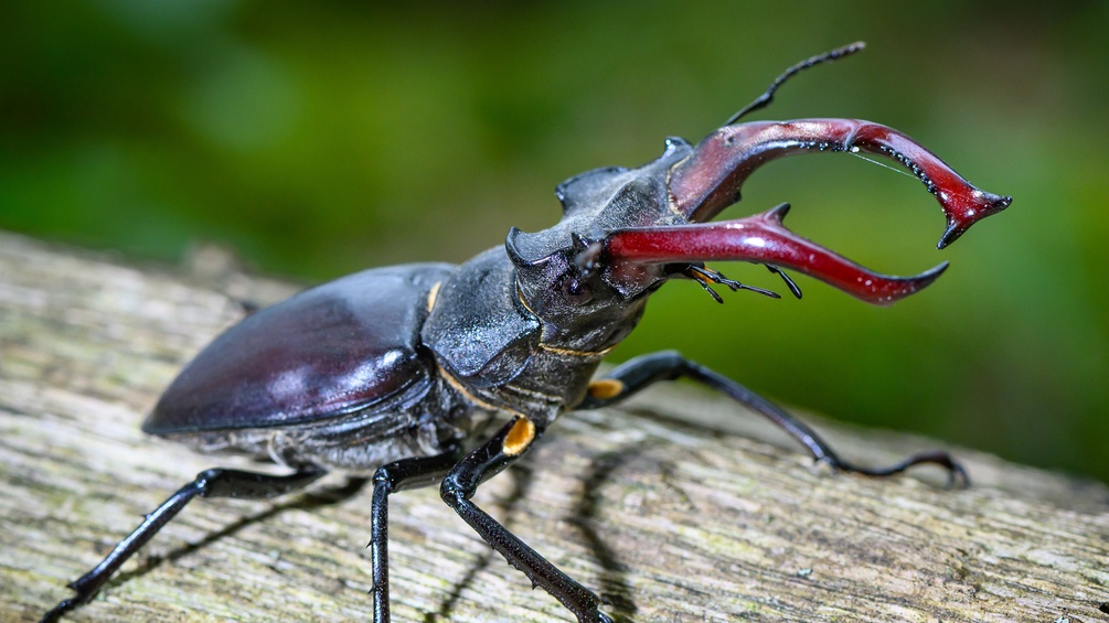 Hirschkäfer