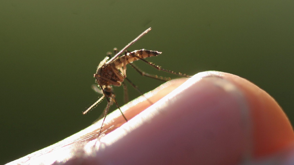 PICTUREDESK.COM/LEHTIKUVA/KIMMO TASKINEN Gelse