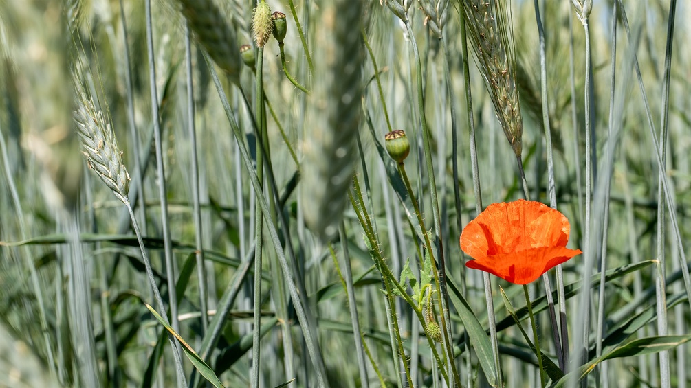Mohnblume, Weizenfeld