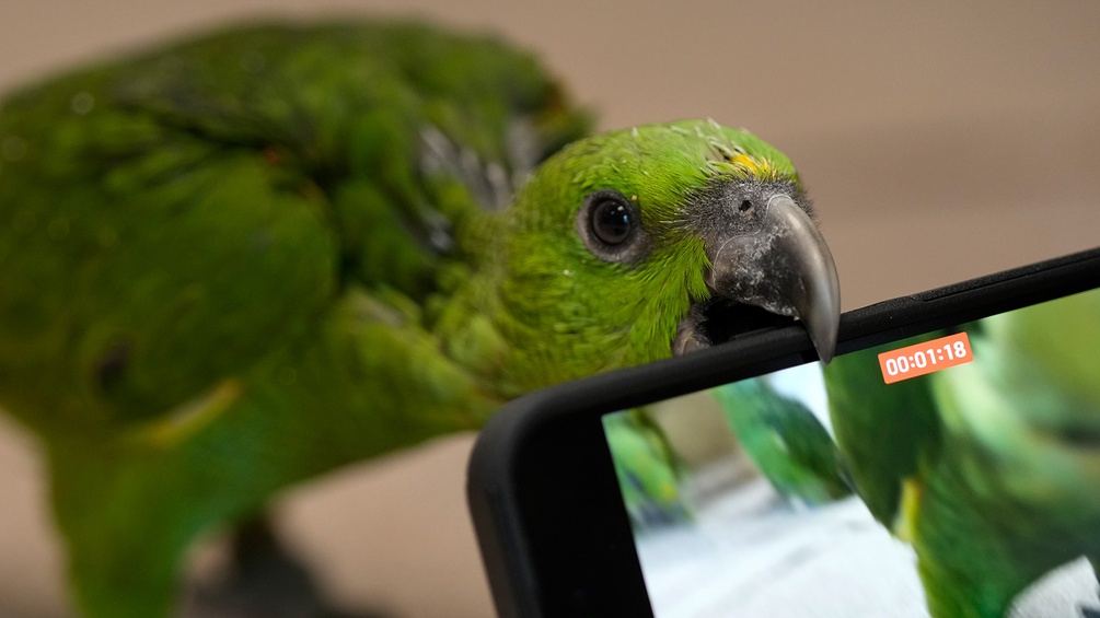 Papagei mit Handy
