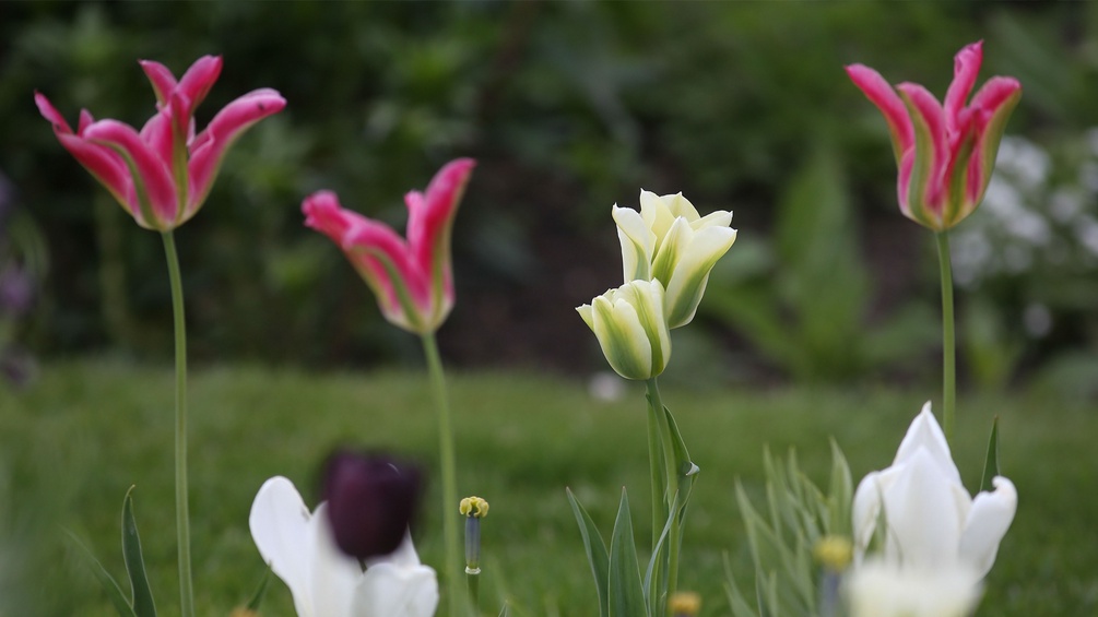 Tulpen in einem Garten.