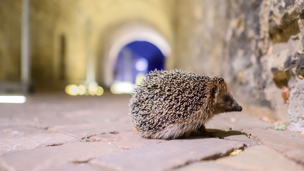 Igel in der Stadt