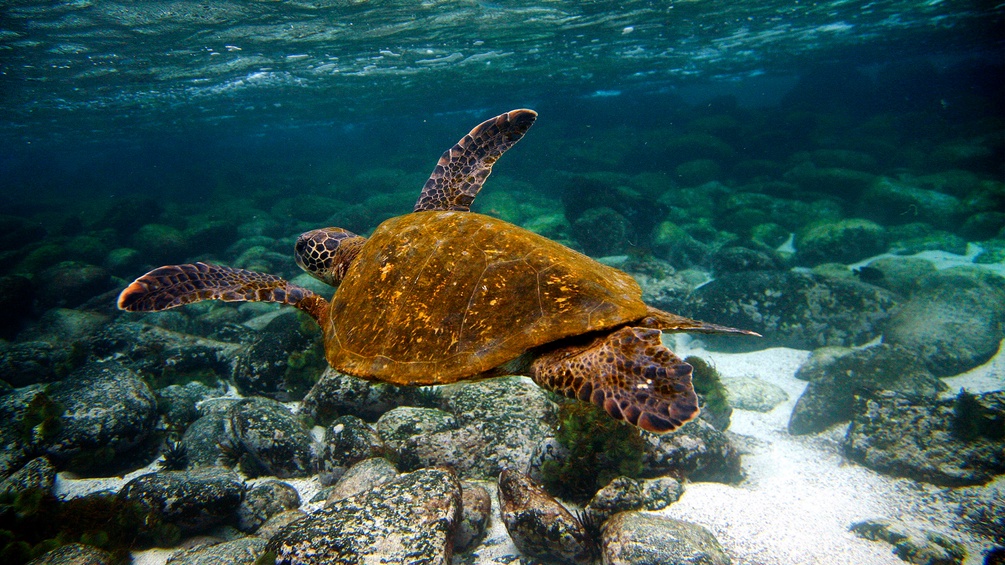 Eine Riesenschildkröte schwimmt im Wasser bei Galapagos
