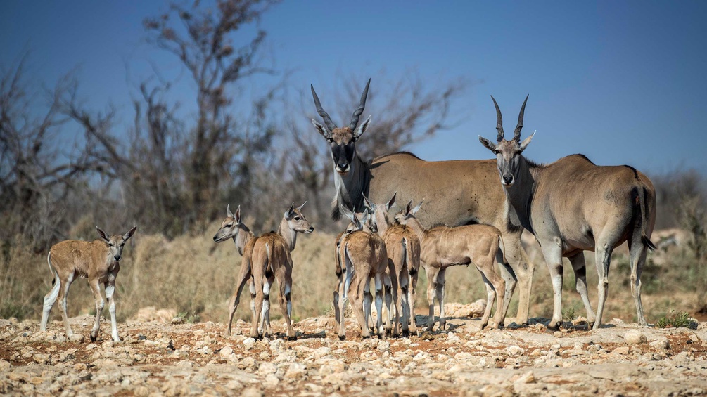 PICTUREDESK.COM/IMAGEBROKER/MATTHIAS GRABEN Elen-Antilopen (Taurotragus oryx), weibliche Tiere mit Jungtieren, Etosha National Park, Namibia, Afrika