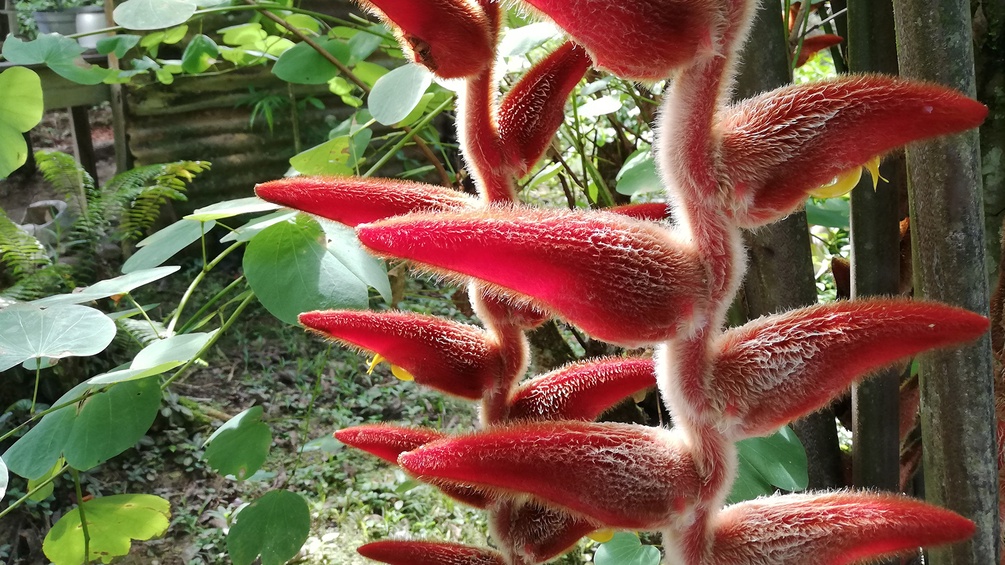 Blumenvielfalt in Costa Rica.