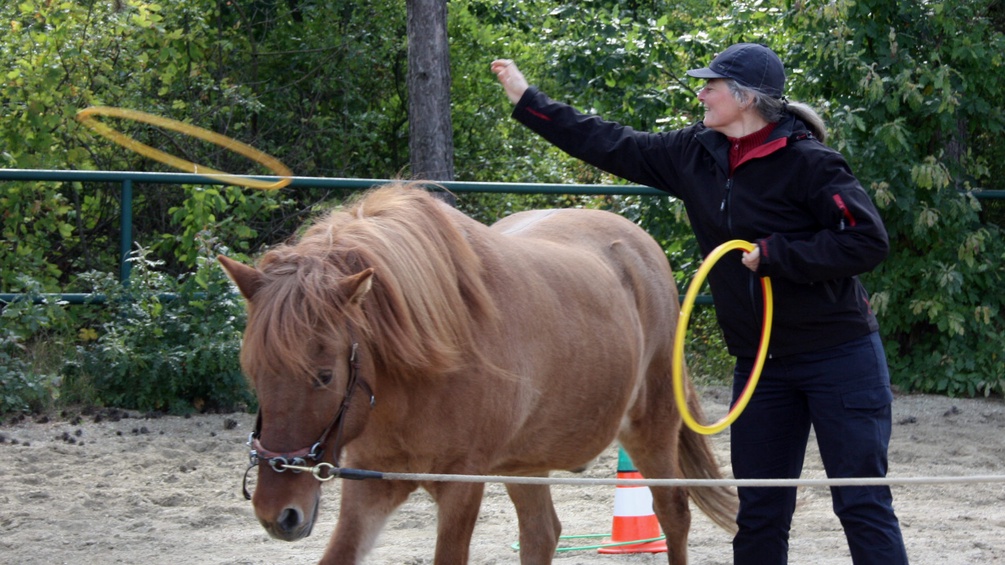 Lehrgangsteilnehmerin mit gut habituiertem Pferd auf fliegende Reifen