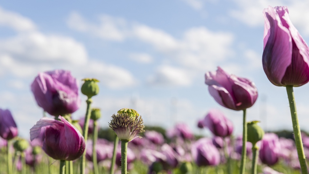 Schlafmohn