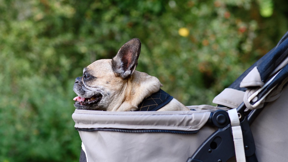 French Bulldog in einem Hundewagen