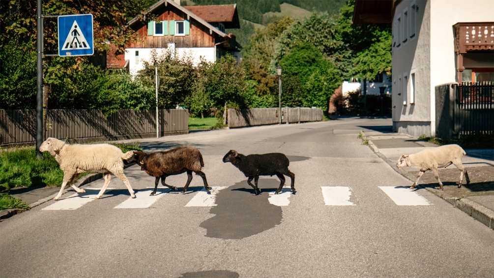 Schafe queren eine Straße - Ausschnitt des CD-Covers