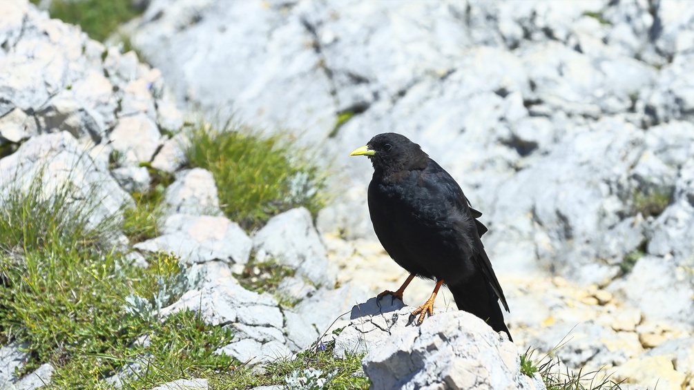 BURKHARD SAUSKOJUS/IMAGEBROKER/PICTUREDESK.COM Alpendohle
