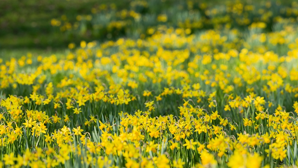 Feld voller Märzenbecher, Frühling