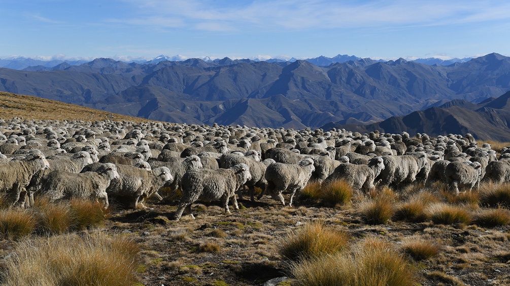 Schafe im Gebirge von Neuseeland.