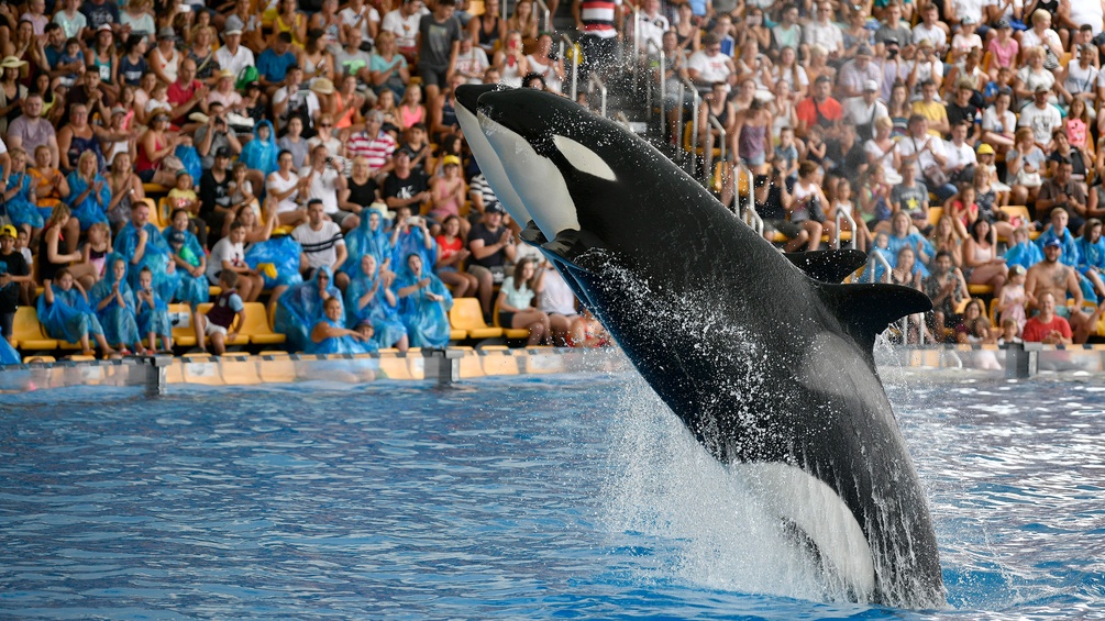 Zwei Orcas vor Publikum im Loro Park, Teneriffa