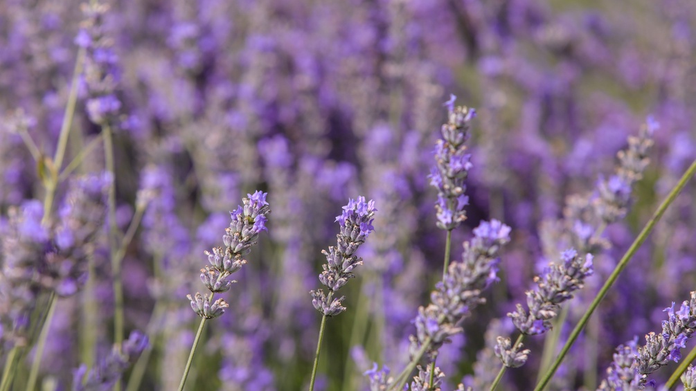 Echter Lavendel, Heilpflanze