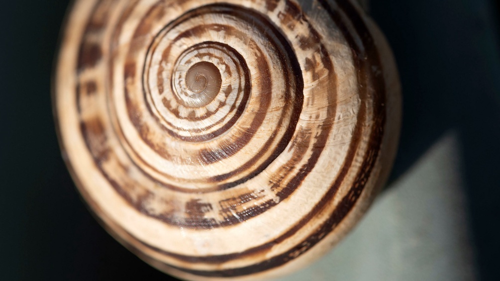 Schneckenhauswindungen