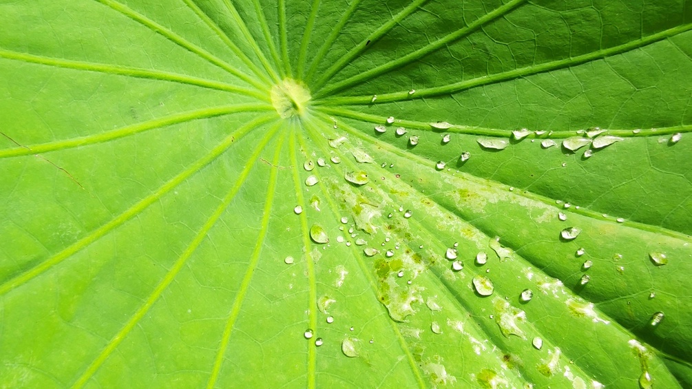 Lotusblatt mit Wasserperlen