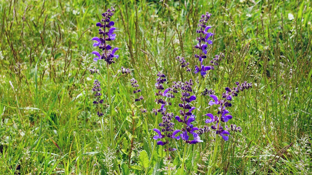 Wiesensalbei