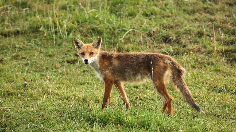 Räudiger Fuchs