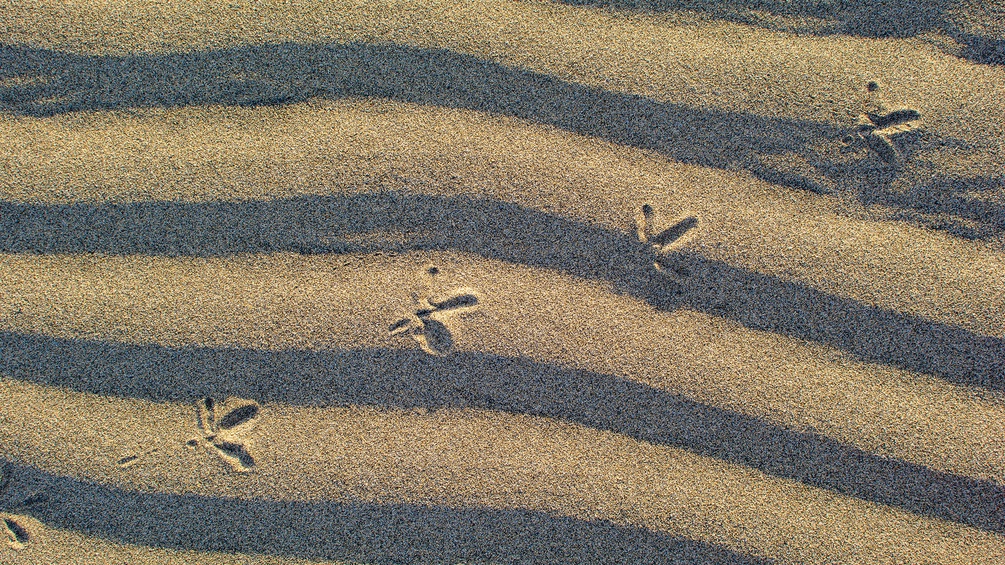 Abdrücke eines Vogels im Sand