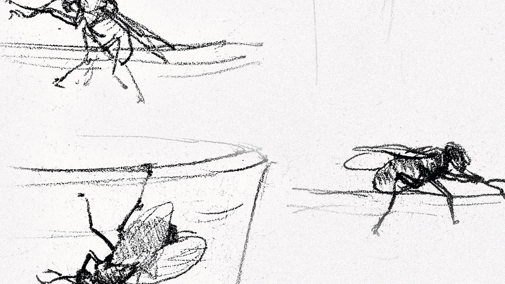 Buchcover mit Illustrationen von Fliegen.