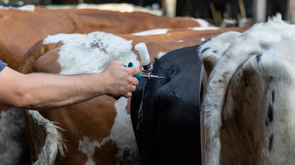 Tierarzt behandelt Nutztiere