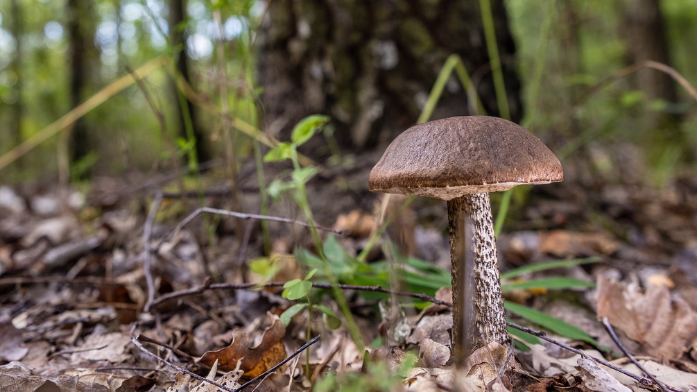 Ein Pilz im Wald