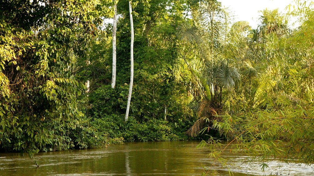 Kongolesischer Regenwald