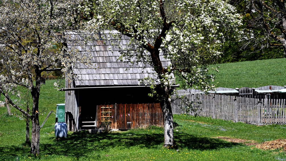 Blühende Bäume, alte Hütte, Holzzaun, Altaussee
