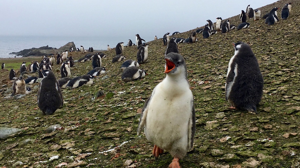 Pinguine in Ardley Island in der Antarktik