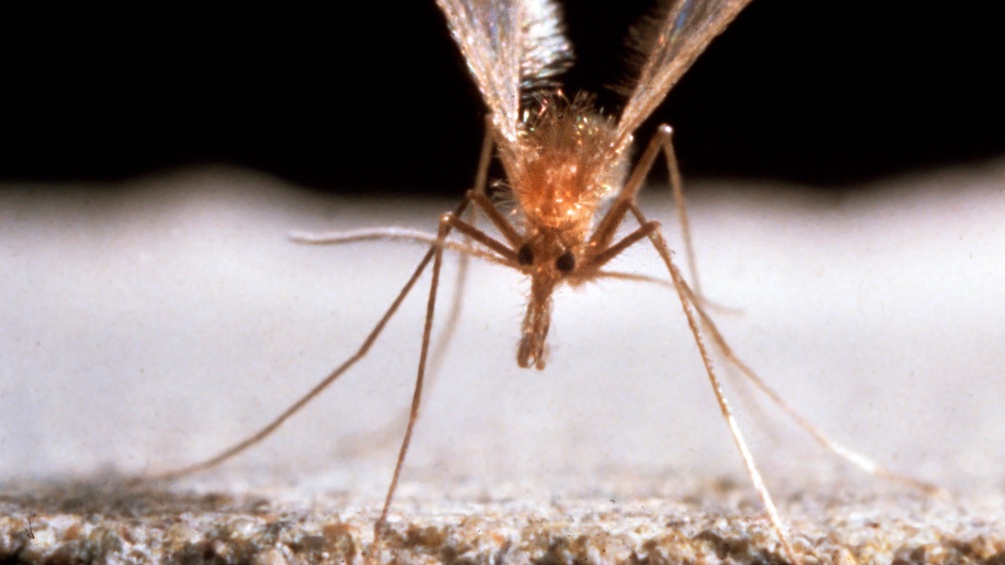 PICTUREDESK.COM/MARY EVANS Sandmücke