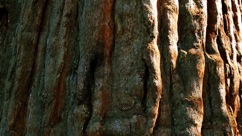 Ein Mammutbaum