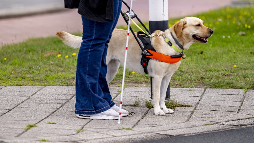 Blindenhund