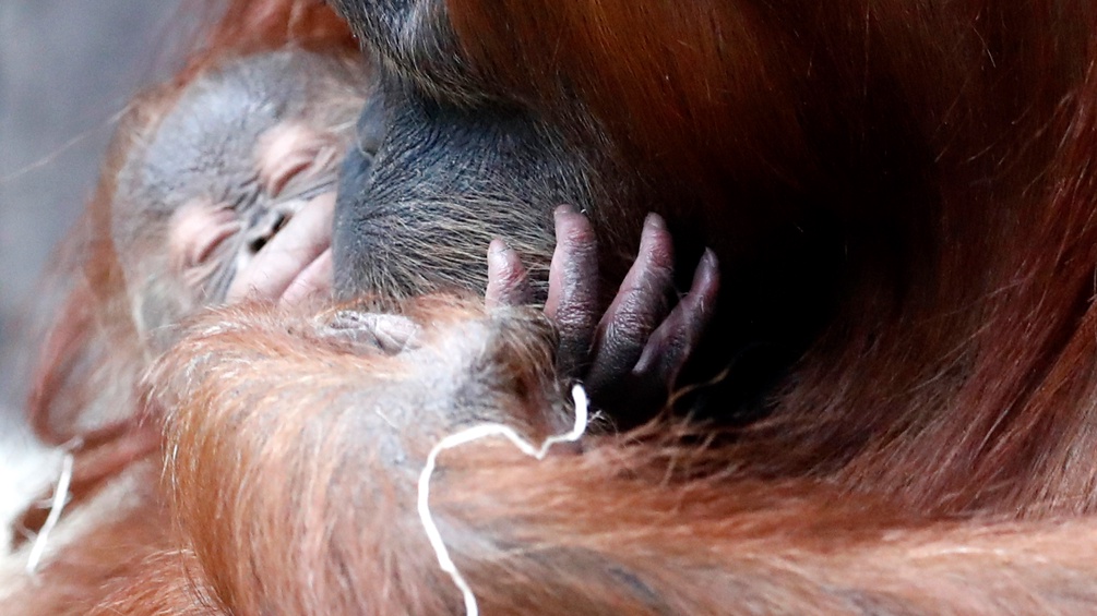 Mutter hält Orangutan-Baby 