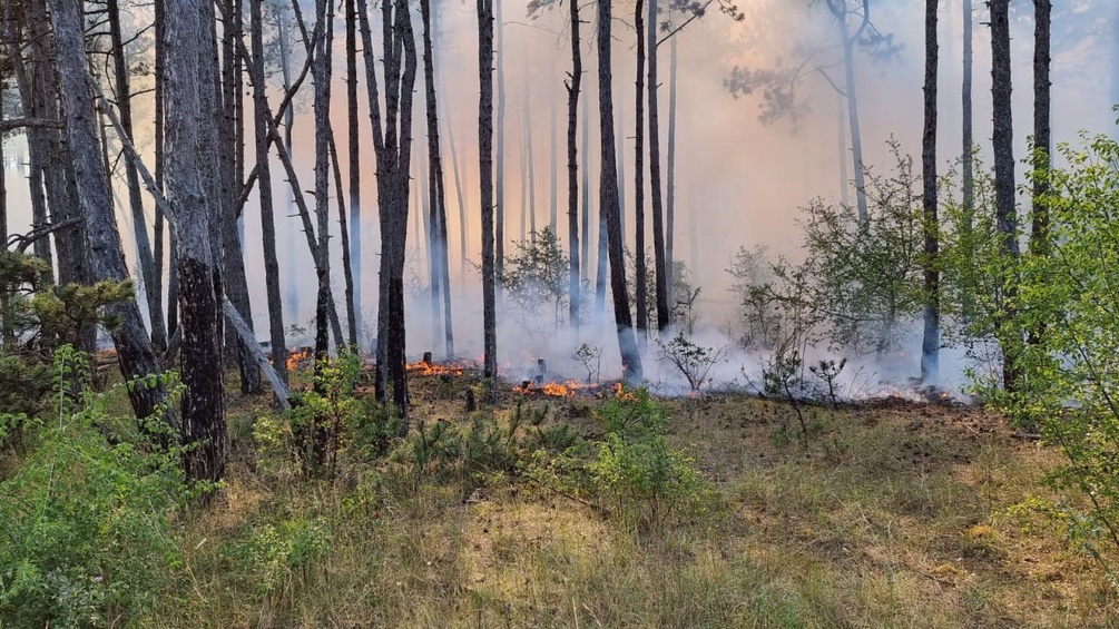 Waldbrand im Raum Ebenfurth (Bezirk Wiener Neustadt)