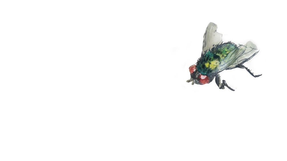 ORF/ISABELLE ORSINI UND ROSENBERG Illustration einer Schmeissfliege