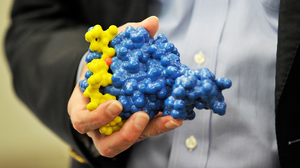 Dr. William G. Kaelin hält ein Protein-Modell in der Hand