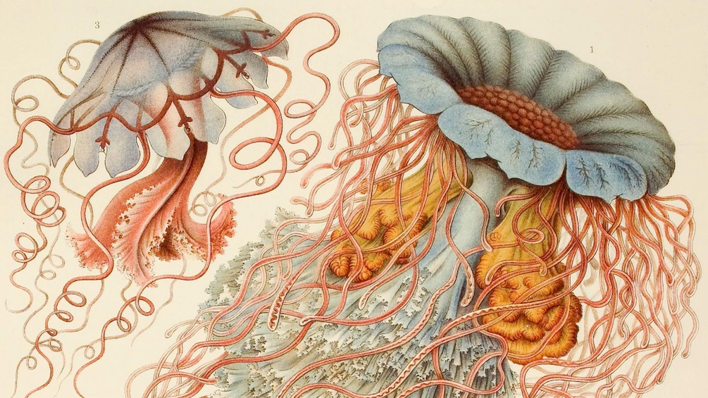 Illustration des Zoologen Ernst Haeckel (Ausschnitt)