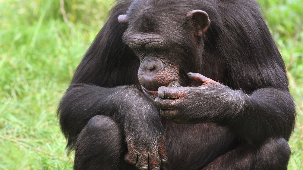 Ein Schimpanse sitzt nachdenklich auf einer grünen Wiese