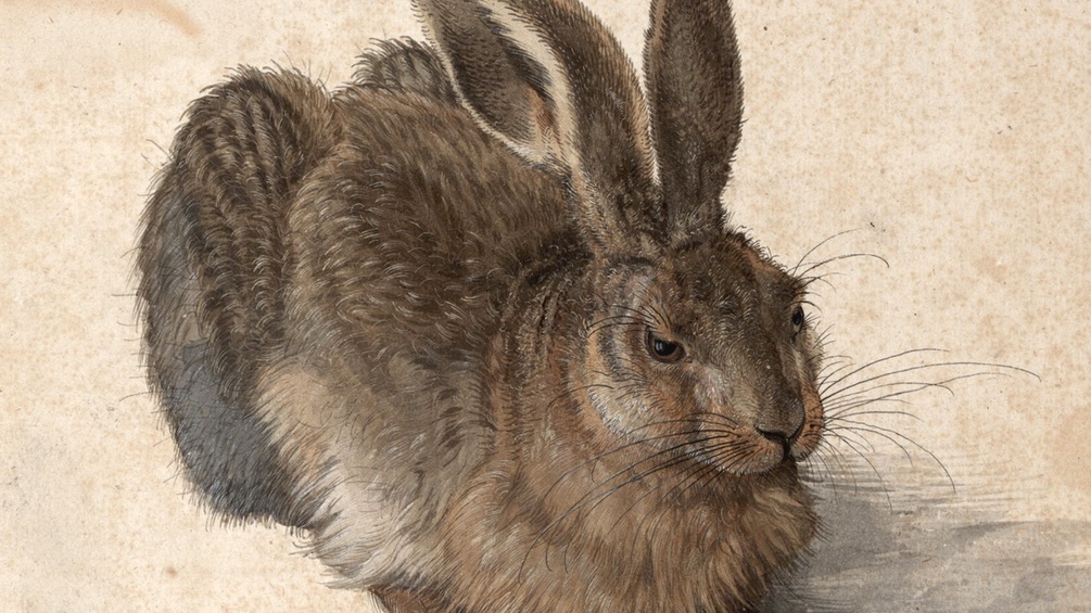 Dürers Feldhase (Ausschnitt)