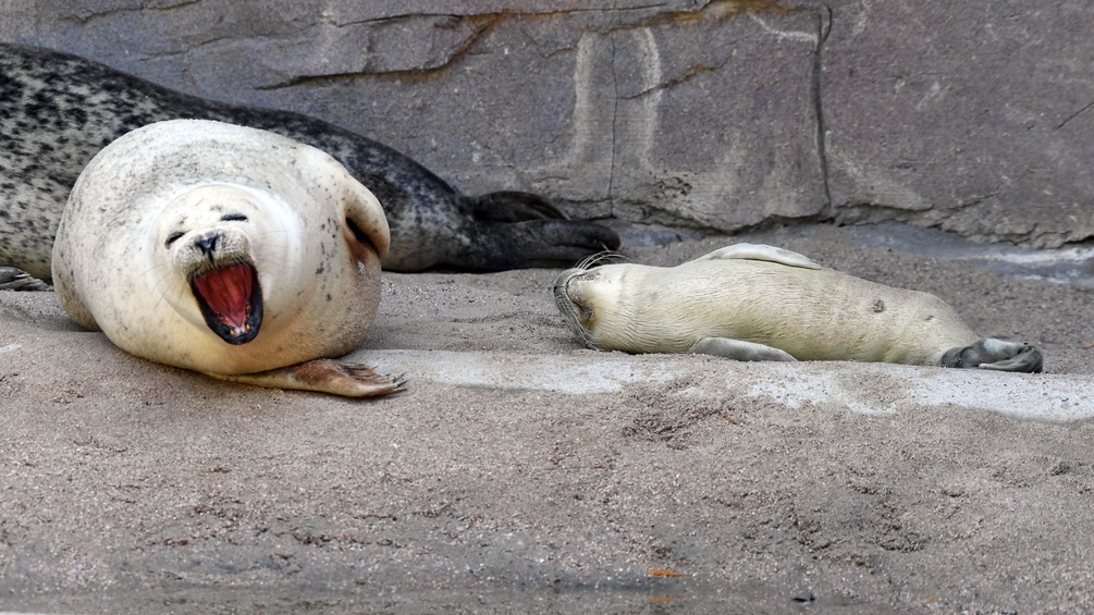 Eine gähnende und eine schlafende Robbe