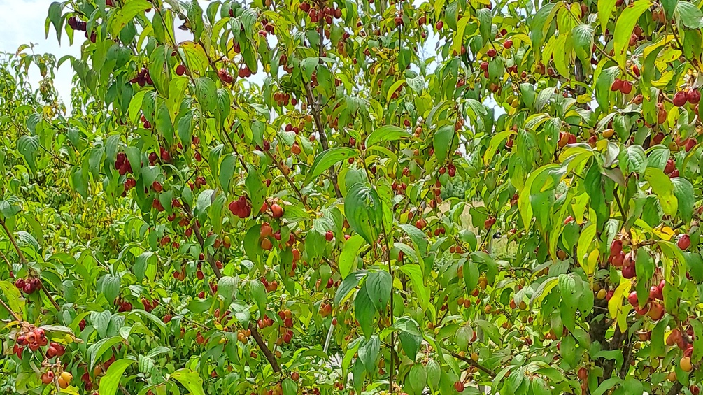 Kornelkirschen
