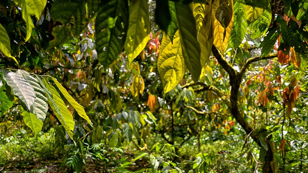 Kakaoplantage