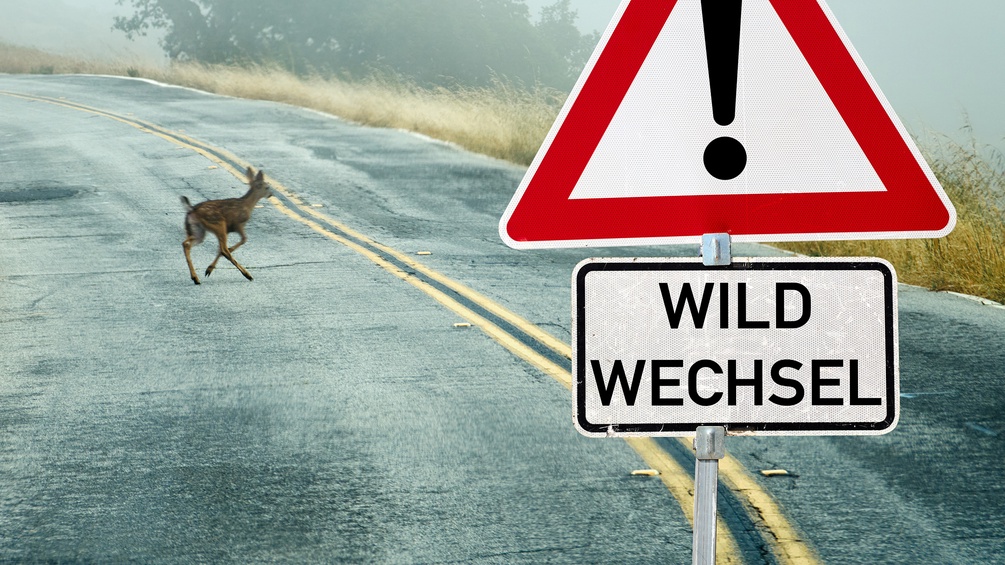 Wildwechselschild und Reh auf der Straße